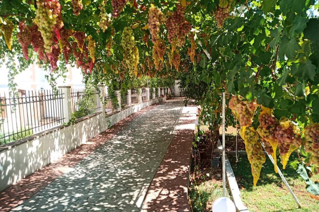 Venus Island Studios Λίνδος Εξωτερικό φωτογραφία